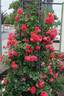 Rosarium Uetersen rose photo