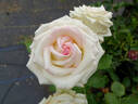 Magnificence rose photo