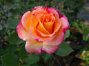 Mardi Gras ™ rose photo