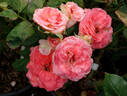 Marie Caroline ® rose photo
