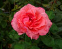 Marie Caroline ® rose photo