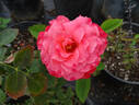 Milestone rose photo