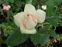 Mint Julep rose photo