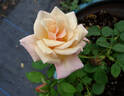 Monty's Joy rose photo