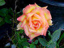 Mr. Chips rose photo