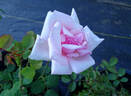 Mrs. William C. Egan rose photo