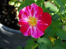 Nashville ™ rose photo