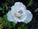 Natasha Monet rose photo