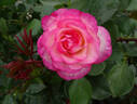 Nicole ® rose photo