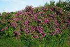 Himmelsauge rose photo