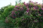 Himmelsauge rose photo
