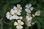 R. helenae rose photo