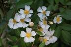 R. helenae rose photo