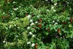R. paulii rose photo