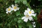 R. paulii rose photo