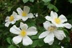 R. paulii rose photo