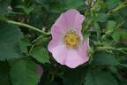 <i>Rosa</i> X <i>waitziana</i> Tratt rose photo