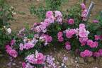 Cape Diamond™ rose photo