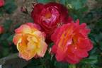 Firlefanz rose photo