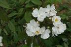 P.S. I Love You rose photo