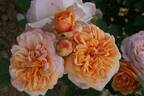 Charles Austin rose photo