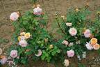 Charles Austin rose photo