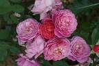 Ina an' Mona rose photo