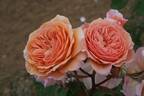 Leander rose photo