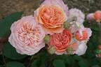 Leander rose photo