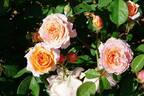 Leander rose photo