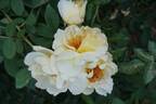 Aïcha rose photo