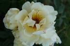 Aïcha rose photo