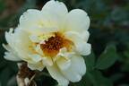 Aïcha rose photo