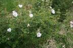R. elliptica rose photo