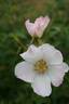 R. elliptica rose photo