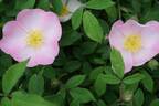 R. polliniana rose photo