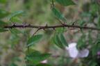 R. polliniana rose photo