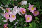 R. polliniana rose photo