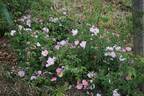 R. polliniana rose photo