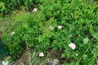 R. polliniana rose photo