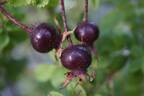 <i>Rosa spinosissima</i> rose photo
