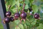 <i>Rosa spinosissima</i> rose photo