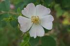 <i>Rosa stylosa</i> Desvaux rose photo