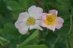 <i>Rosa stylosa</i> Desvaux rose photo