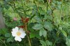 <i>Rosa stylosa</i> Desvaux rose photo