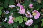 <i>Rosa</i> X <i>waitziana</i> Tratt rose photo