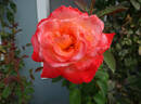 Octoberfest ™ rose photo