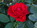 Olympiad ™ rose photo