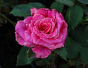 O'Rilla rose photo
