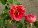 Padre rose photo